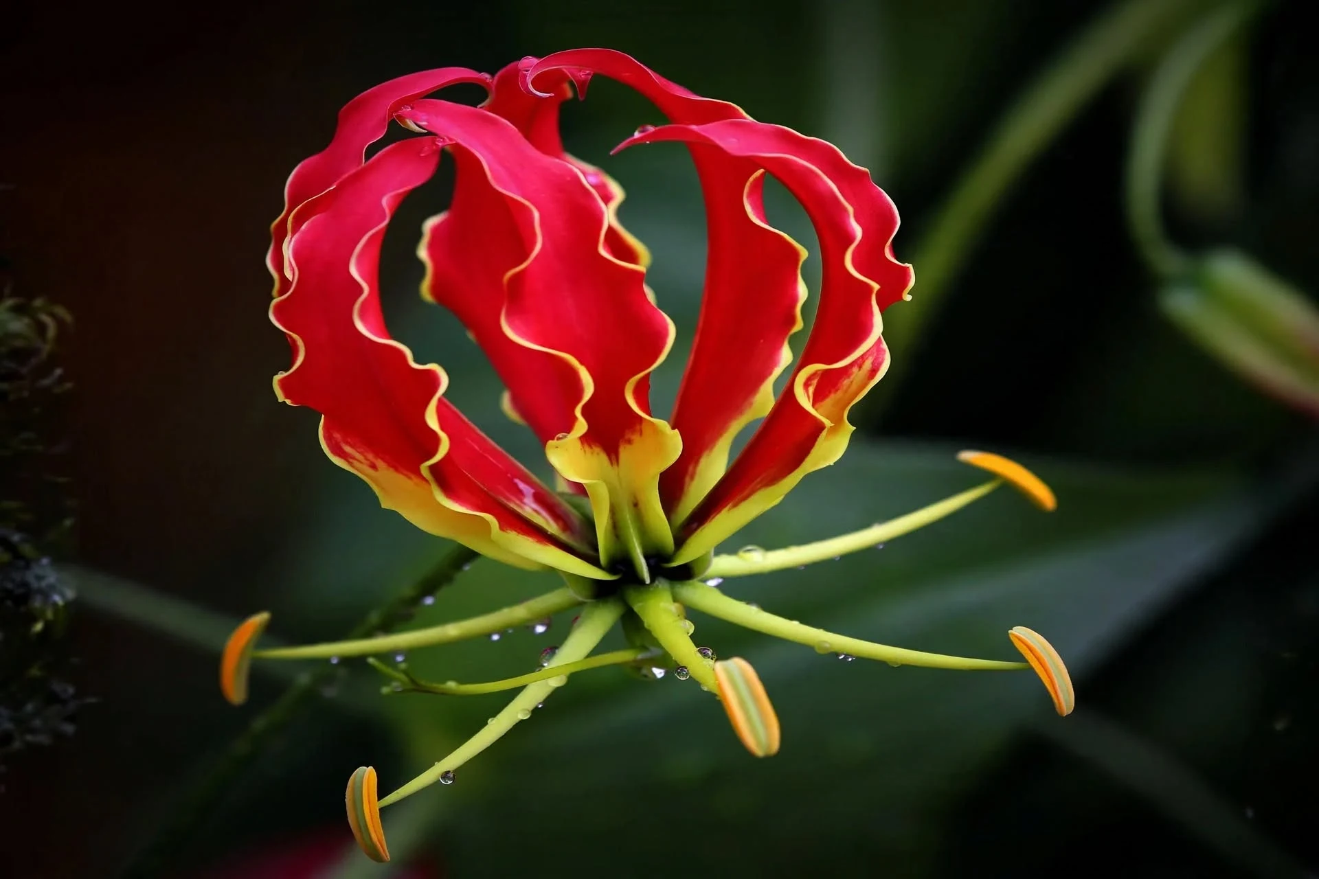 Flame Lily mengandung colchicine yang bisa memicu syok fatal jika tertelan.